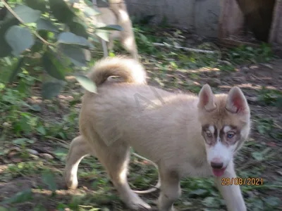 Маленькая порода собак щенка сибирская хаски сидит голубой носовой платок  имеет медицинскую маску в зубах Стоковое Фото - изображение насчитывающей  смешно, владения: 213804354