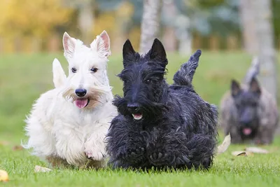 Шотландский терьер (Scottish Terrier) (Породы собак) Энциклопедия о  животных EGIDA.BY