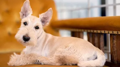 Шотландский терьер (скотчтерьер) собака: фото, характер, описание породы