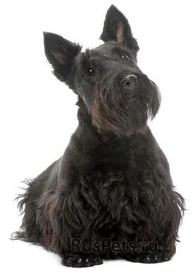 Шотландский терьер - описание породы собак: характер, особенности  поведения, размер, отзывы и фото - Питомцы Mail.ru