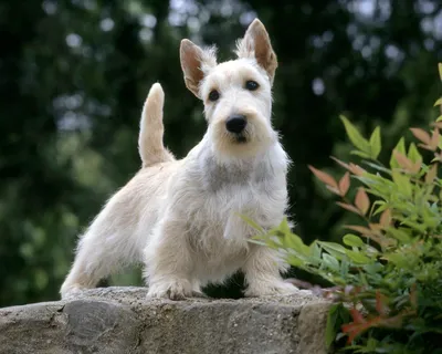 Скотч терьер (Scottish Terrier) - это умная, сообразительная и преданная порода  собак. Фото, отзывы и описание породы.