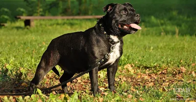 Melory - Американский стаффордширский терьер (Амстафф) Порода собак амстафф  имеет мускулистое тело сложения, невысокий рост, но в каждом движении  животного угадывается сила и мощь. Грудная клетка широкая, объемная.  Конечности короткие, мускулистые, шея