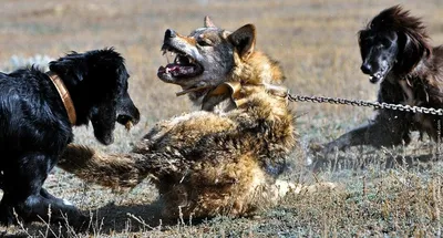 Тайган: Создан для уничтожения волков. Порода легендарных бойцов оказалась  никому не нужна в 21 веке | Книга животных | Дзен
