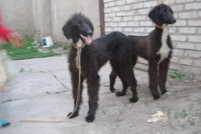 Тайган (киргизская борзая) - описание породы, размеры и фото собаки | Цена  тайгана | Pet-Yes