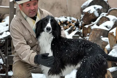 Порода тайган самец: 6000 KGS ᐈ Собаки | Бишкек | 78022468 ➤ lalafo.kg