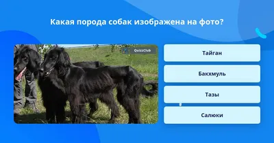 Собаководы Киргизии возрождают древнюю породу борзых - Российская газета