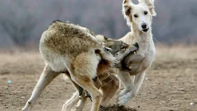 Тайган (киргизская борзая) - описание породы, размеры и фото собаки | Цена  тайгана | Pet-Yes