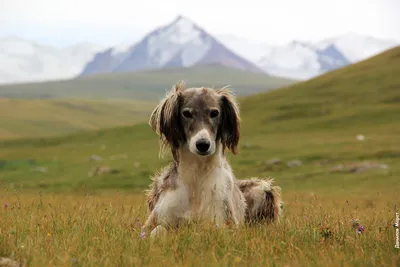 TAIGAN: wolf hunter! Unique ancient breed of the Kyrgyz greyhounds dogs |  Facts about dogs - YouTube