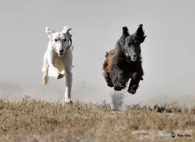 Казахстанские ученые расшифровали геном собак породы тазы: ошеломляющие  результаты вас поразят - Караван | Караван