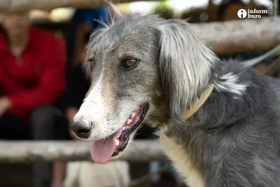 Тайган: Порода собак – специально для уничтожения волков - Zoo - Планета  Земля