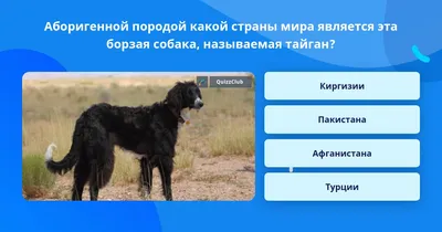 Казахстанские ученые расшифровали геном собак породы тазы: ошеломляющие  результаты вас поразят - Караван | Караван