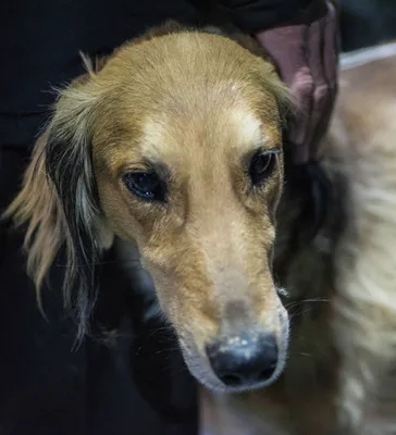 Казахские породы собак тазы и тобет оказались на грани исчезновения |  Экологика - YouTube