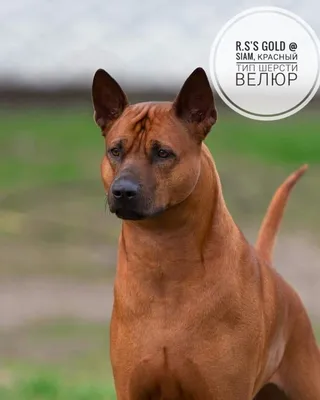 Тайский риджбек (Thai ridgeback dog) (Породы собак) тайская порода, риджбек  фото, риджбек купить, тайский риджбек фото, тайский риджбек купить, тайский  риджбек цена, щенки тайского риджбека Энциклопедия о животных EGIDA.BY