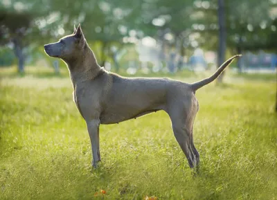 Тайский риджбек собака: описание, характер, фото, цена