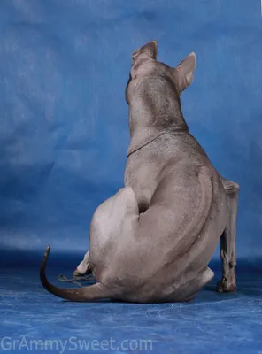 Описание породы собак - Тайский риджбек