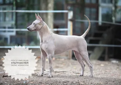 Тайский риджбек (Thai Ridgeback) - это очень умная, внимательная и  выносливая порода собак. Фото, отзывы, описание.