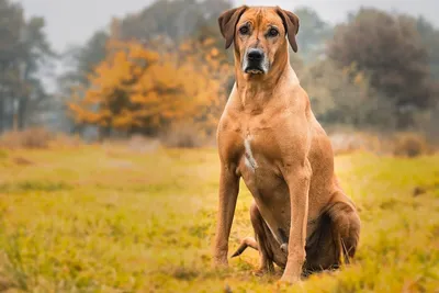 Тайский риджбек. Thai Ridgeback Dog | Facebook