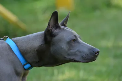 Тайский риджбек - все о породе собаки: фото, характер, правила ухода и  содержания - Petstory