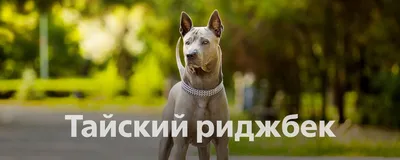 Питомник собак породы Тайский Риджбек и Мальтези 2024 | ВКонтакте