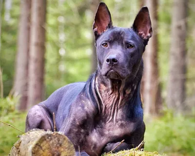 Собака породы тайский риджбек - прямой потомок дикой собаки динго