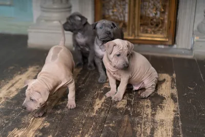 Тайский риджбек - фото собаки, щенки и описание породы | Характер | Pet-Yes