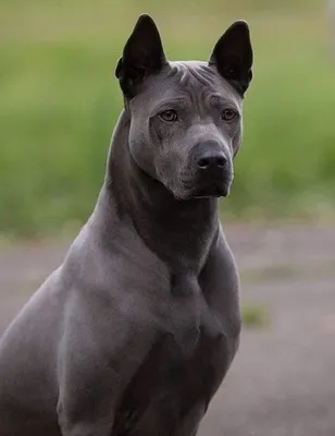 Тайский риджбек (Thai Ridgeback) - это очень умная, внимательная и  выносливая порода собак. Фото, отзывы, описание.