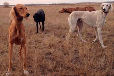 Какими должны быть тазы и тобет: стандарты казахских пород собак утвердили  в Минэкологии - 04.04.2023, Sputnik Казахстан
