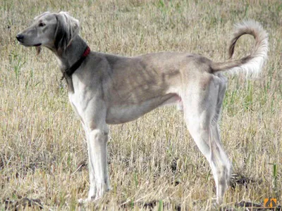 Среднеазиатская борзая (Tasy, Mid-Asiatic Borzoi) (Породы собак) казахские  собаки, борзая собака, казахские псовые борзые, казахские борзые фото,  казахская борзая фото, щенки казахской борзой, казахские борзые щенки  Энциклопедия о животных EGIDA.BY