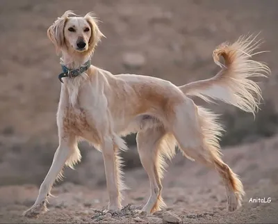 Собаки породы тазы на грани вымирания в Казахстане