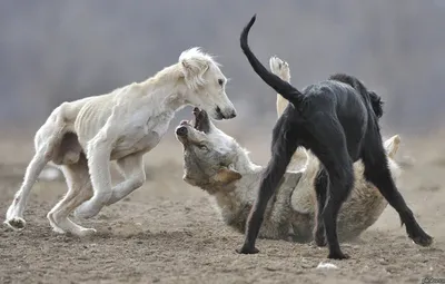 Тазы и тобет: утверждены стандарты казахских пород собак