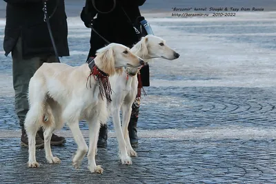 Минэкологии утвердило стандарты казахских пород собак тазы и тобет