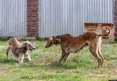 Охота у них в крови: в Павлодаре прошли соревнования среди породистых собак  — «Наша жизнь». Новости Павлодара и области