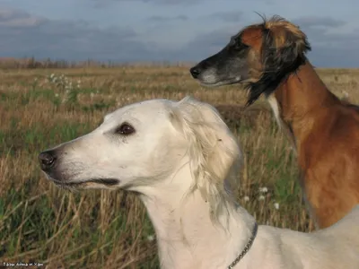 Тазы и тобет: казахским породам собак – быть — Рудный Алтай