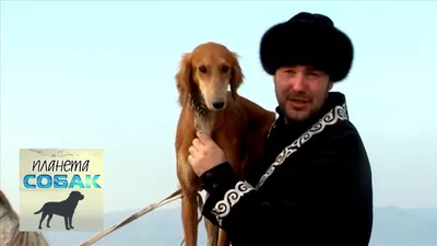 В Казахстане создан банк ДНК собак казахской породы тазы из различных  регионов - 07.12.2023, Sputnik Казахстан
