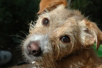 Собаки породы терьер все виды (60 фото) - картинки sobakovod.club