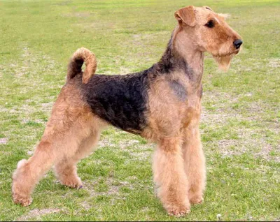 Йоркширский терьер породы собаки Стоковое Фото - изображение насчитывающей  малюсенько, йорки: 69933740