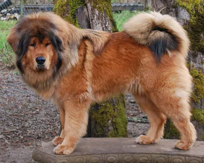 Тибетский мастиф (Tibetan Mastiff) - спокойный, сдержанный и немного  упрямый пес