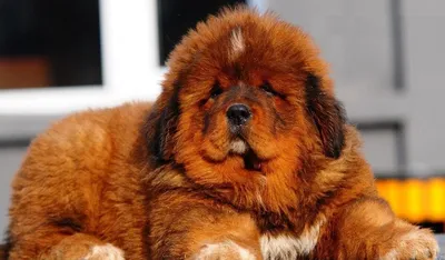 Тибетский Мастиф - Самая Дорогая порода Собак | Pinterest | Собаки, Тибетский  мастиф, Породы собак