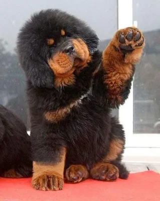 Тибетский мастиф (Tibetan mastiff) (Породы собак) мастиф собака, тибетский  мастиф фото, тибетский мастиф цена, тибетский мастиф купить, щенки  тибетского мастифа, собака тибетский мастиф, мастиф купить Энциклопедия о  животных EGIDA.BY