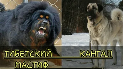 Щенок тибетского мастифа MTV 1409 — Питомник «Дом больших собак»