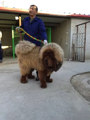 Собаки породы Тибетский мастиф: история, описание, отзывы, характер,  дрессировка, уход, фото и цены