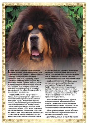 Собака-лев: где живет самый красивый в мире тибетский мастиф