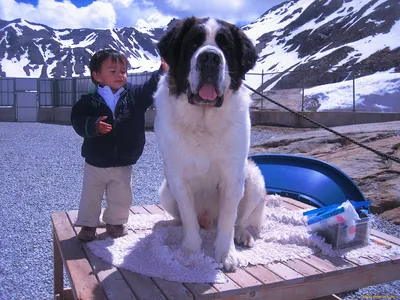 Тибетский мастиф: все о породе, описание собаки и фото