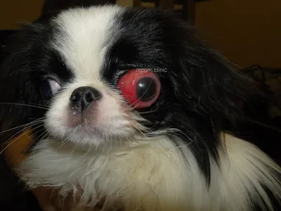Выпадение глаз (проптоз) у собак - причины, фото, лечение - ветеринарная  офтальмология Реком