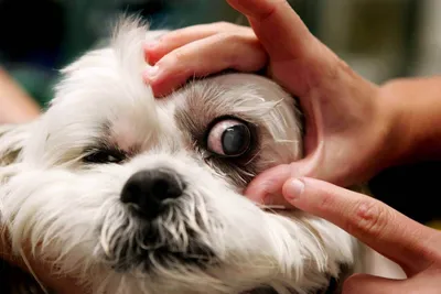 Порода собак с выпадающими глазами - 65 фото