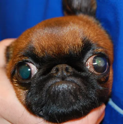 У какой породы собак выпадают глаза. Причины проптоза, диагностика, лечение