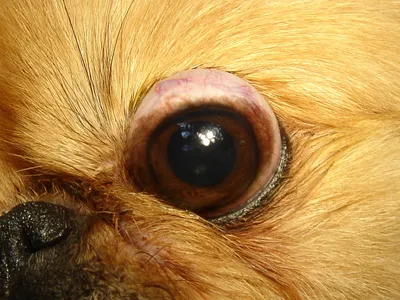 Травмы глаза у собак | Мир собак. Журнал о собаках. Доска объявлений. Породы.  Дрессировка.