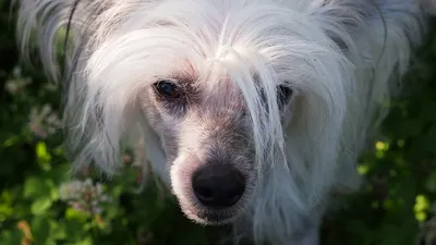 Собака немецкий шпиц: 7 недостатков породы, о которых знают все ветеринары  | Ветеринар Екатерина Мурадова | Дзен