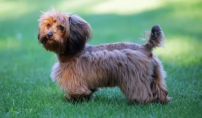 Пти-брабансон: все о собаке, фото, описание породы, характер, цена