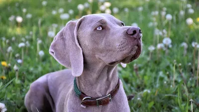 Веймаранер собака: фото, характер, описание породы